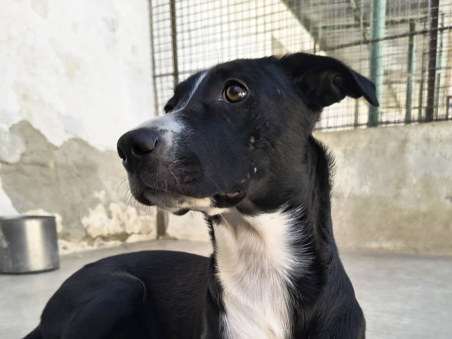 Adotta un cane, taglia media contenuta, femmina, Caserta