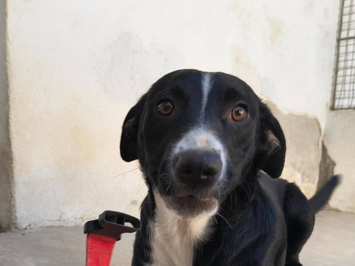 Vuoi adottare un cane a Caserta?