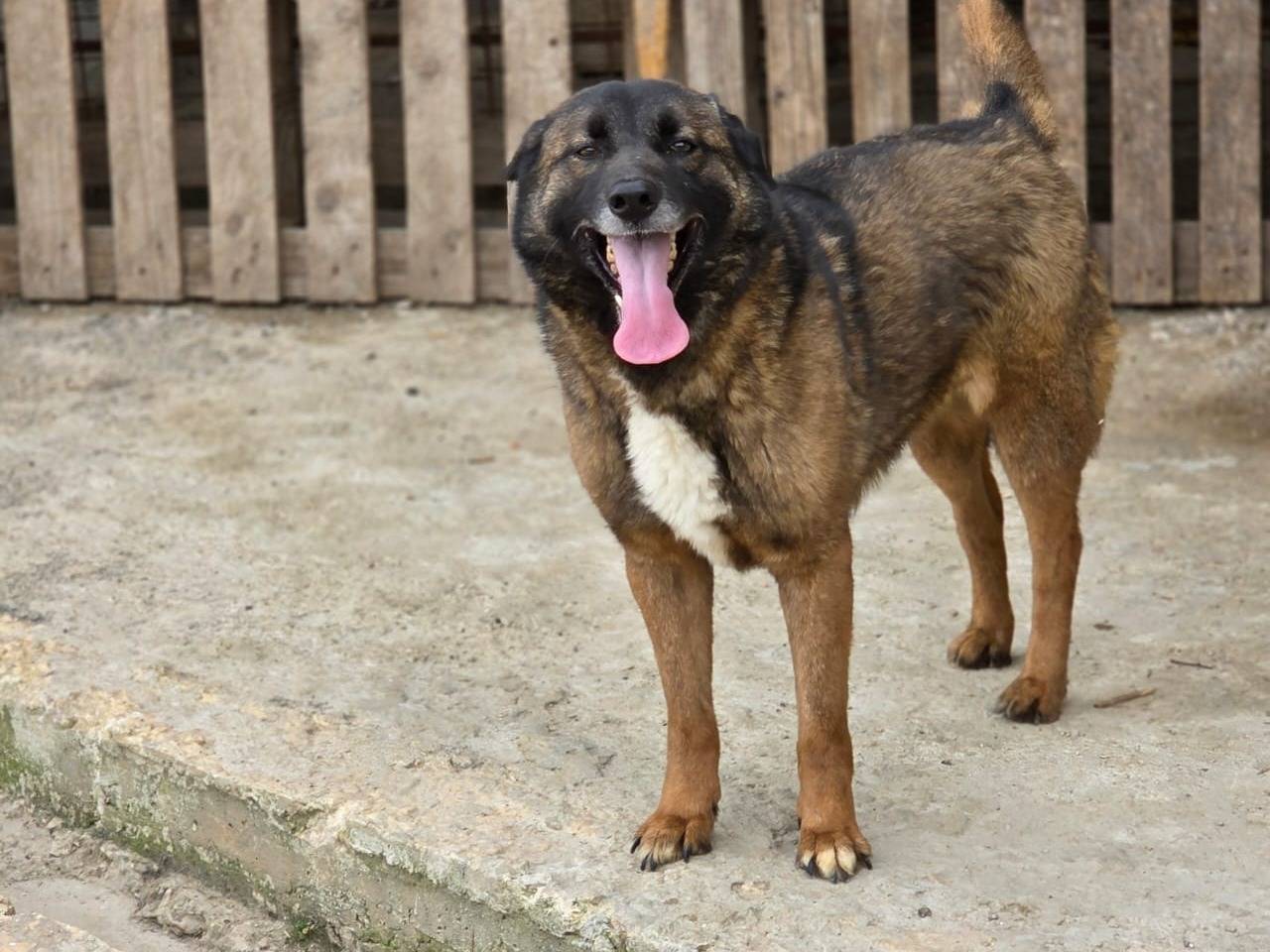Adozione cane, femmina, Razza sconosciuta Razza sconosciuta, 5 anni, taglia media, Milano