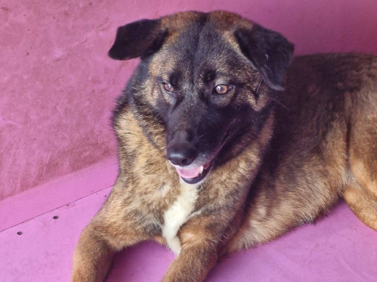 Vuoi adottare un cane a Milano?