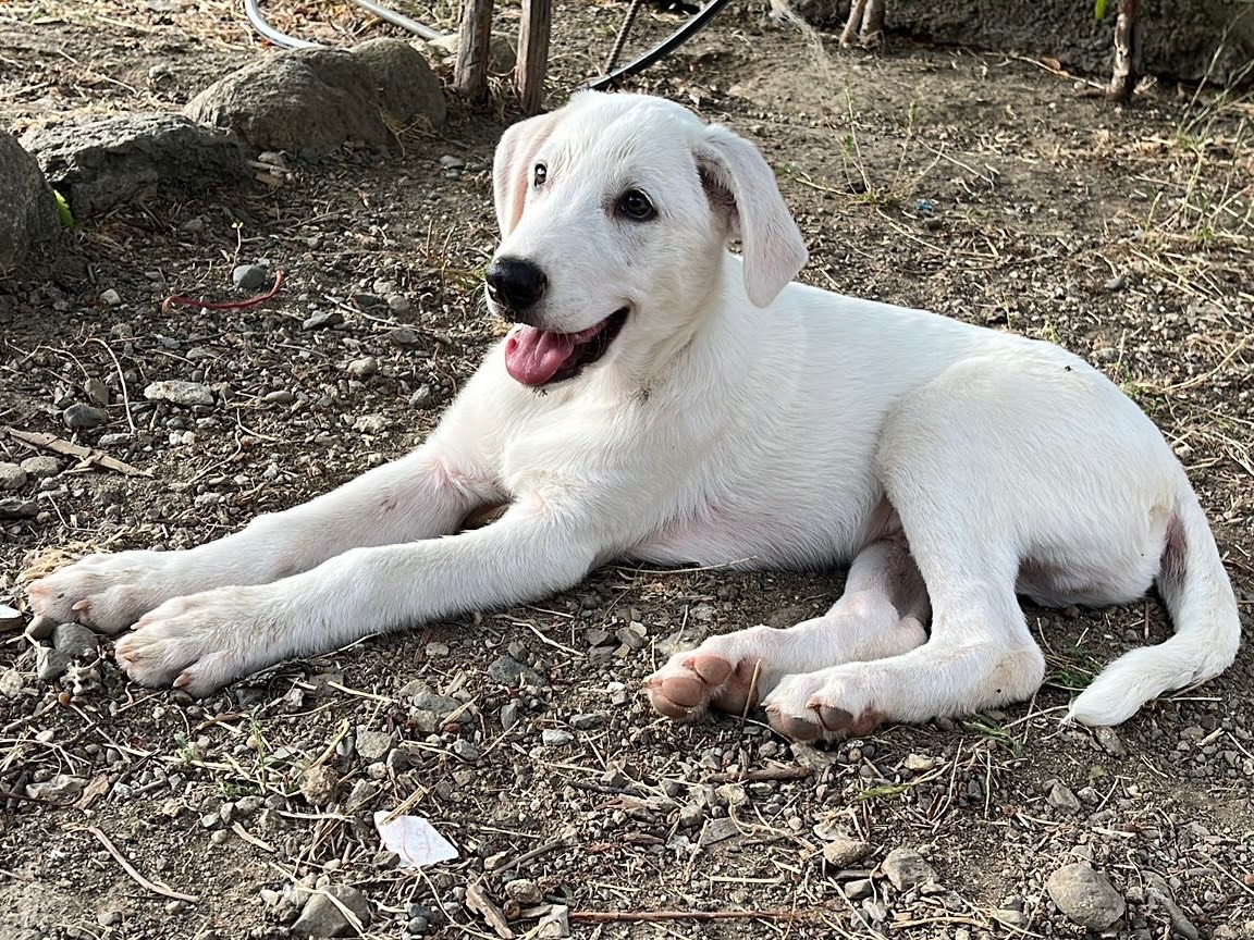 Adozione cane, maschio, Pastore maremmano Razza sconosciuta, 3 mesi, taglia media, Bergamo