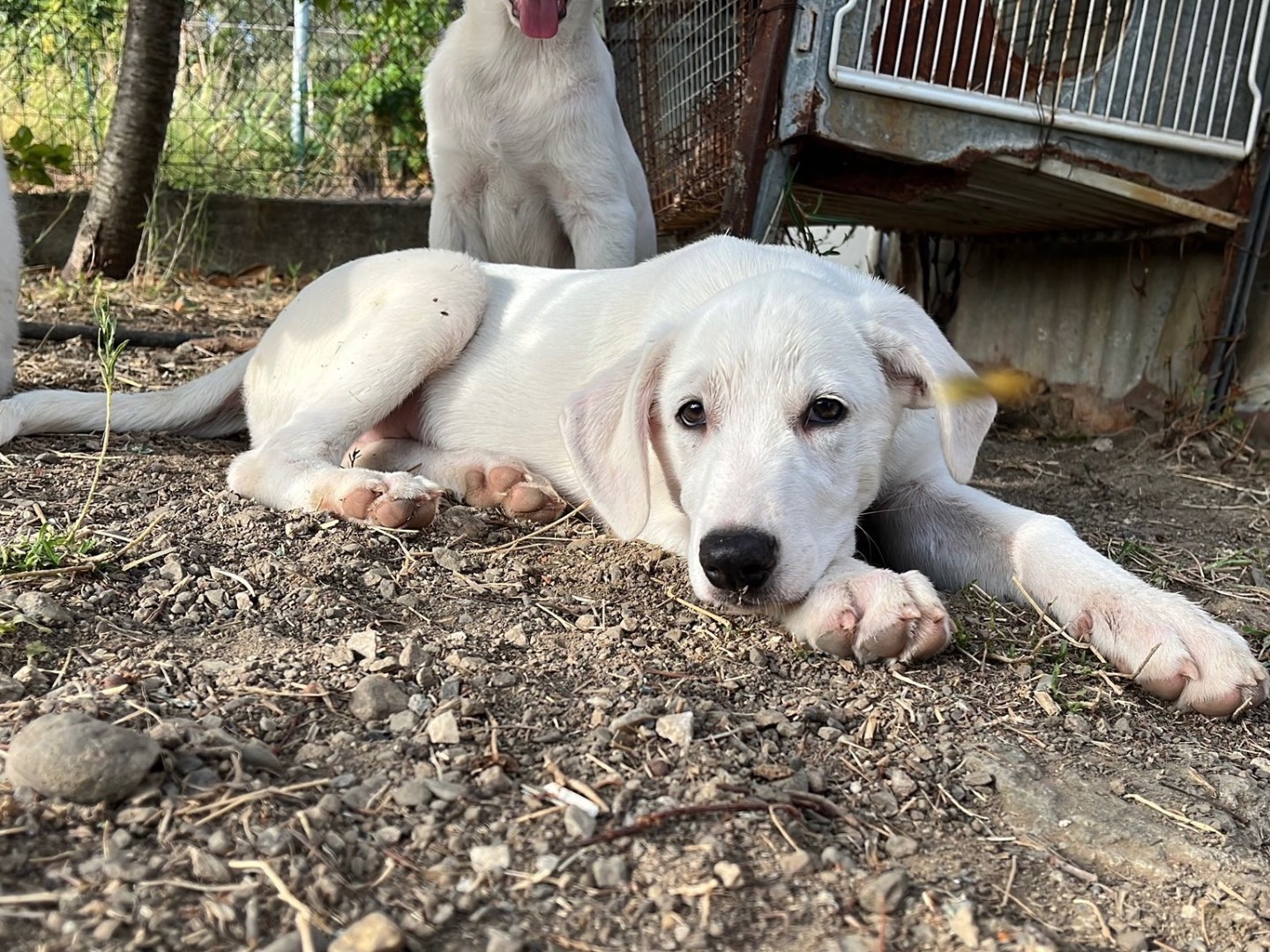 Adotta un cane, maschio, 3 mesi, Bergamo