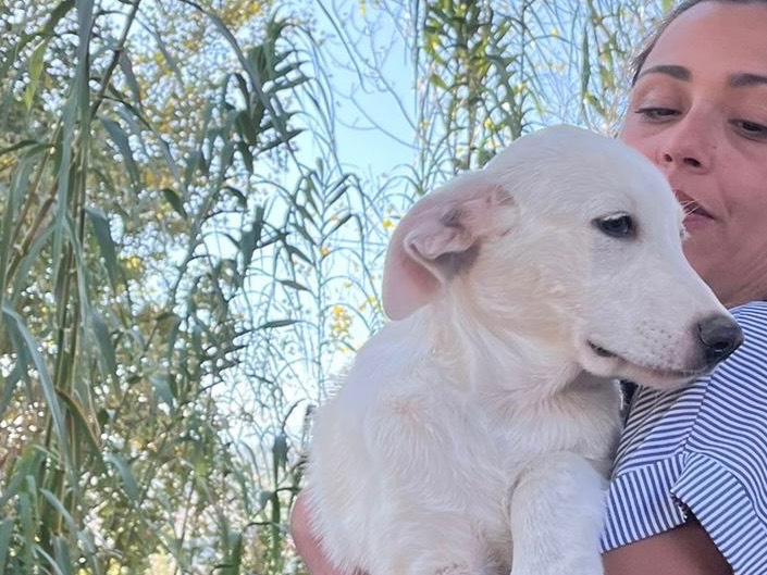 Adotta un cane, taglia media, maschio, Bergamo