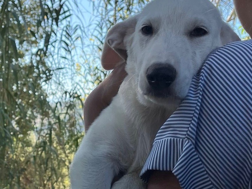 Vuoi adottare un cane a Bergamo?