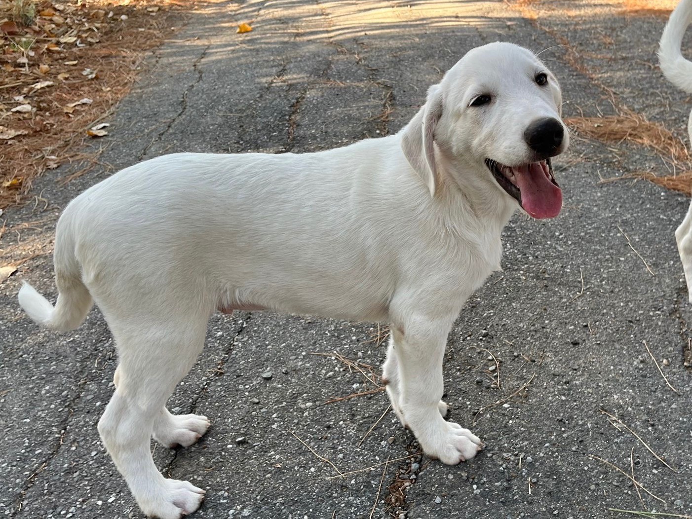 Adotta il cane Chase a Bergamo