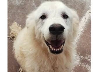 Adozione cane, maschio, Pastore maremmano Razza sconosciuta, 9 anni e 2 mesi, taglia grande, Viterbo