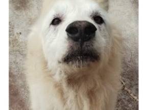 Adotta un cane, maschio, 9 anni e 2 mesi, Viterbo