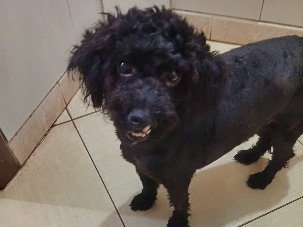 Adozione cane, maschio, Barbone Razza sconosciuta, 1 anno e 1 mese, taglia piccola, Benevento
