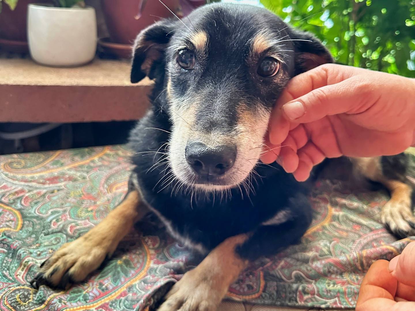 Adozione cane, femmina, Razza sconosciuta Razza sconosciuta, 13 anni e 7 mesi, taglia media contenuta, Benevento