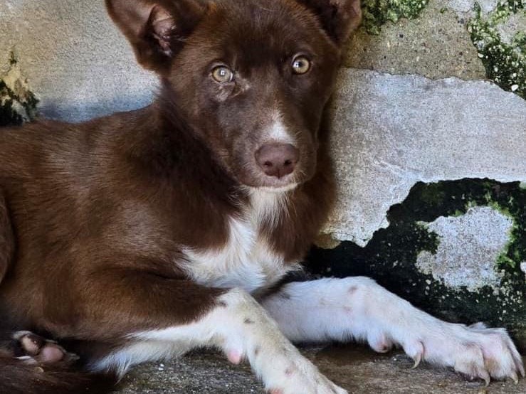 Adozione cane, femmina, Border Collie Razza sconosciuta, 4 mesi, taglia media, Avellino