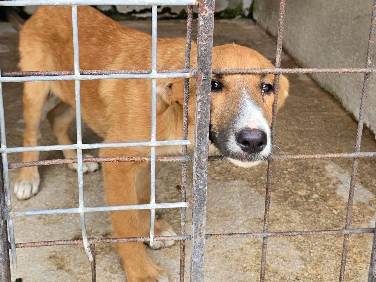 Adozione cane, femmina, Border Collie Razza sconosciuta, 4 mesi, taglia media, Avellino