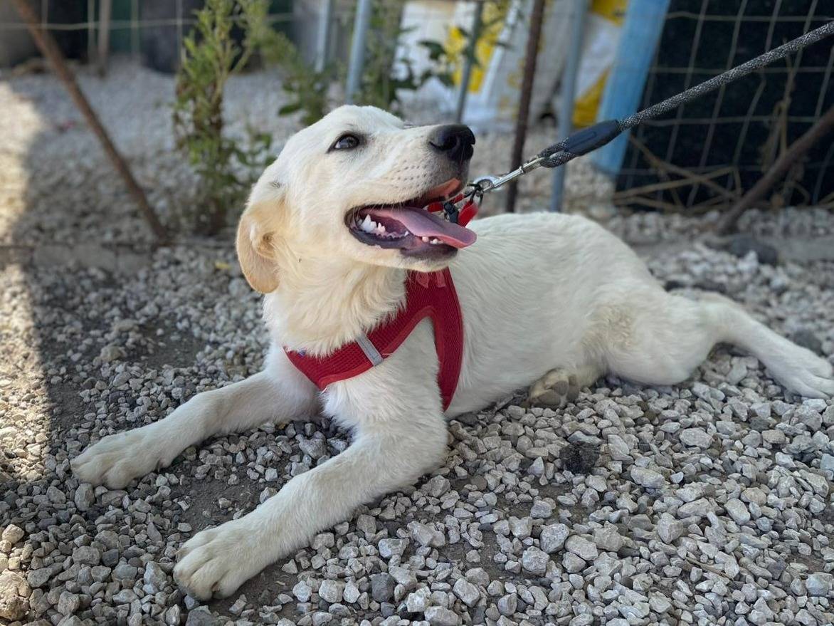 Adozione cane, femmina, Razza sconosciuta Razza sconosciuta, 4 mesi, taglia media, Palermo