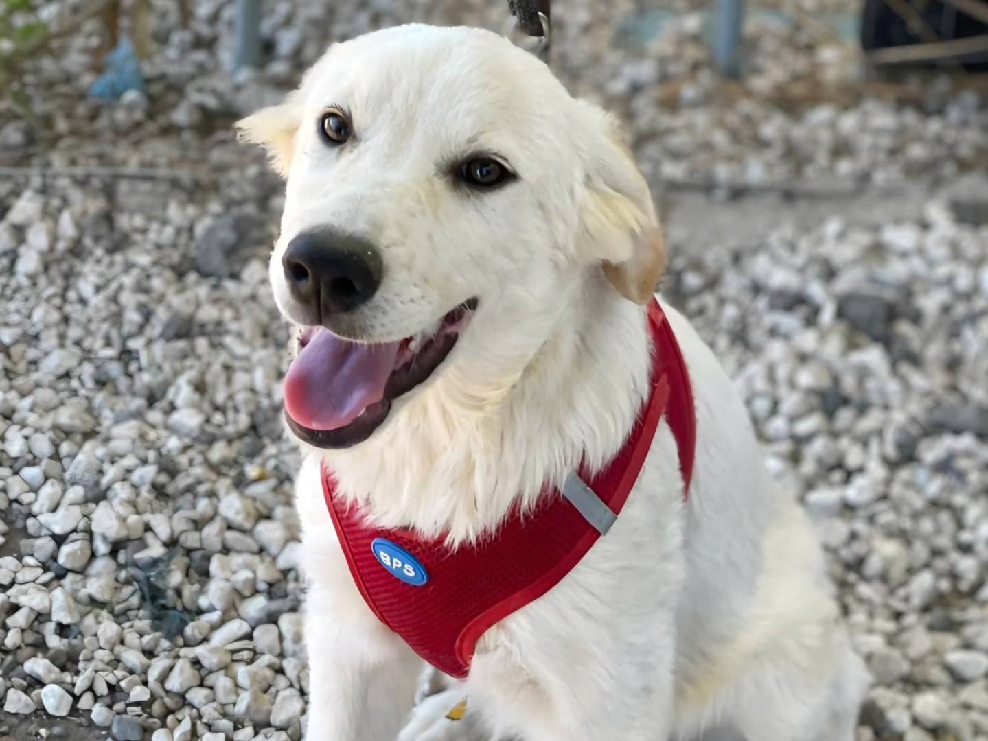 Adotta un cane, femmina, 4 mesi, Palermo