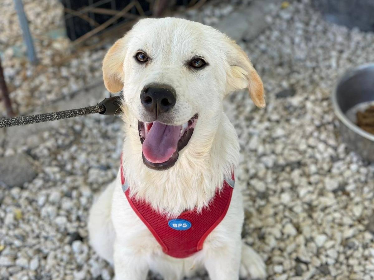 Adotta un cane, taglia media, femmina, Palermo