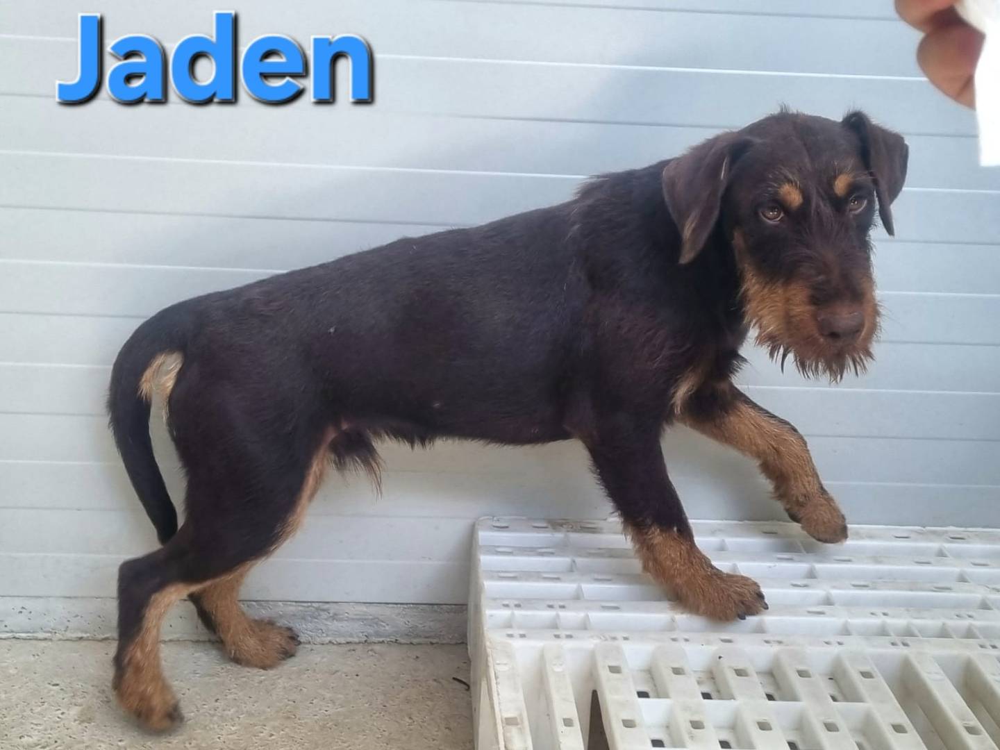 Vuoi adottare un cane a Taranto?