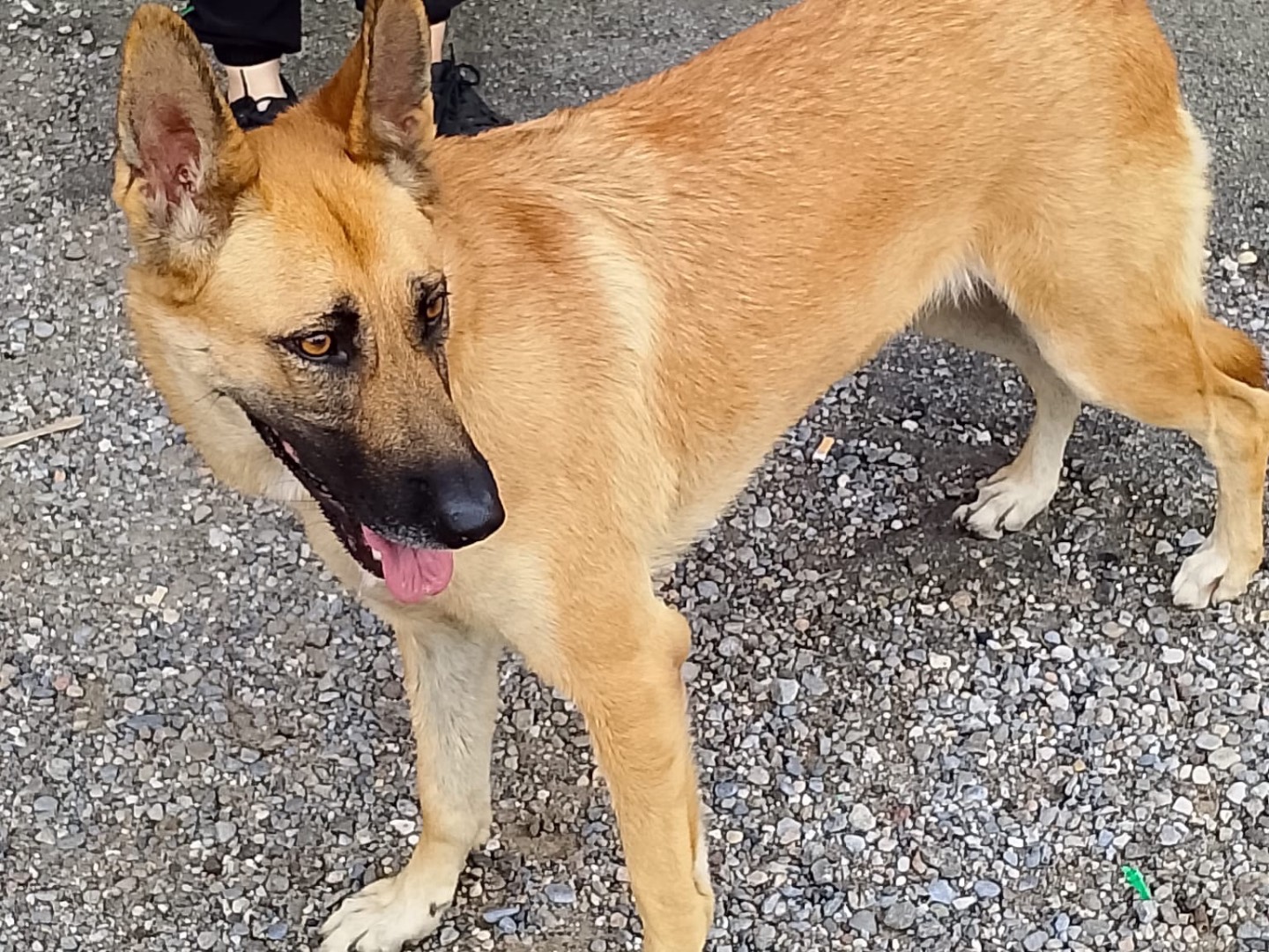 Adotta un cane, femmina, 2 anni e 2 mesi, Milano