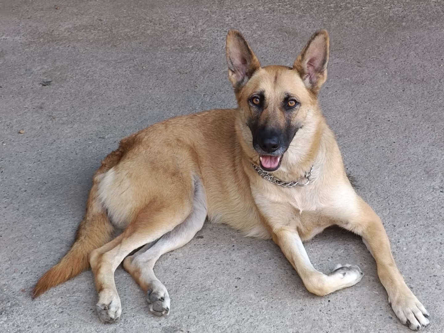 Adotta un cane, taglia media, femmina, Milano