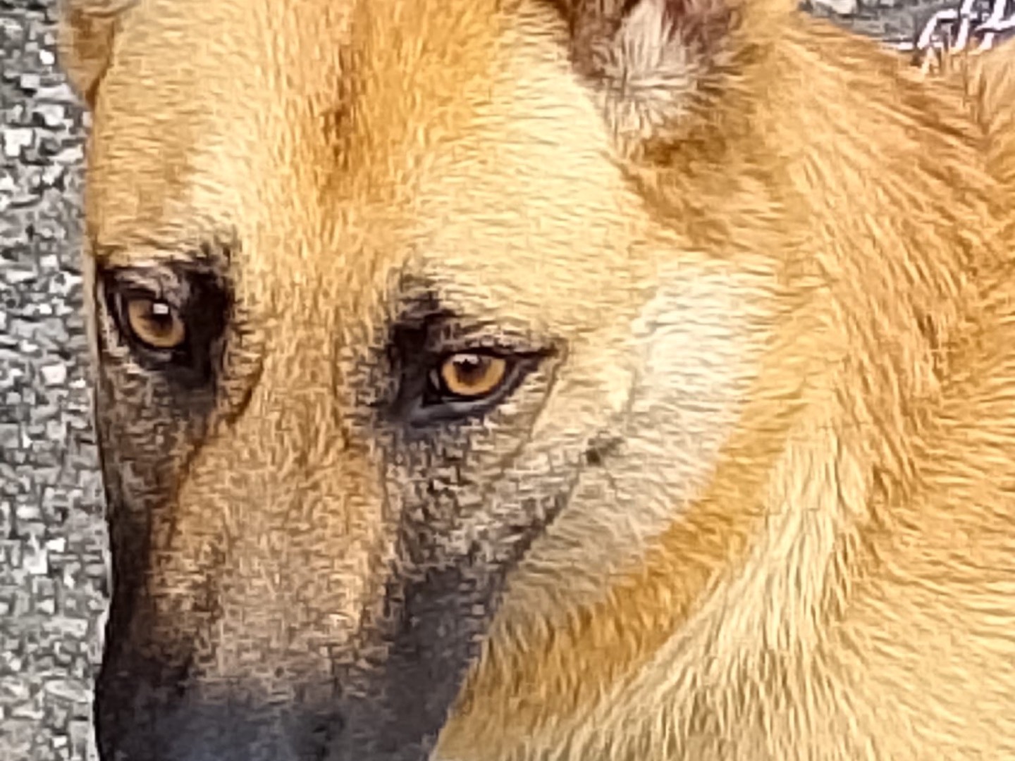 Adotta il cane Stella a Milano