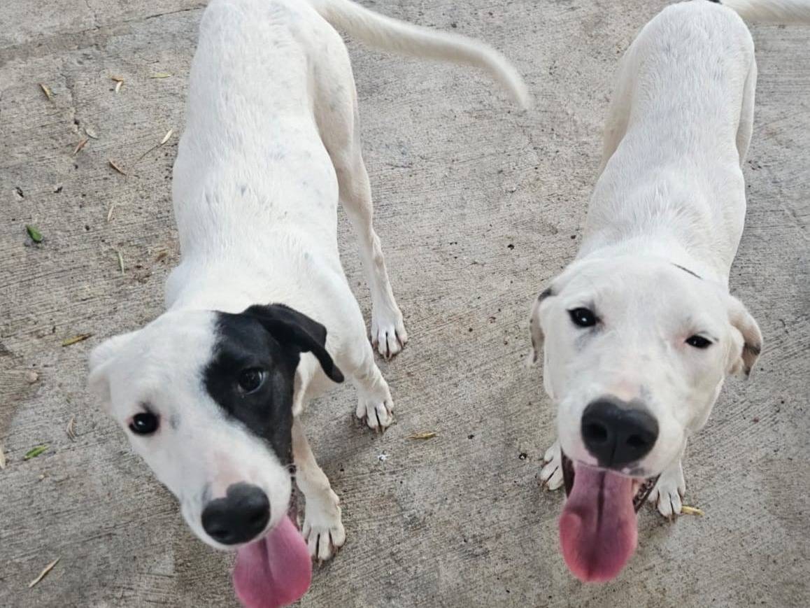 Adozione cane, femmina, Razza sconosciuta Razza sconosciuta, 8 mesi, taglia media, Latina