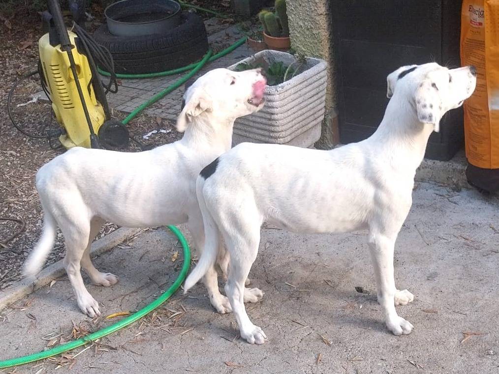 Vuoi adottare un cane a Latina?