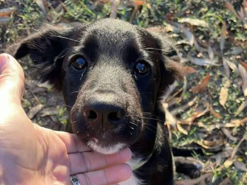 Adozione cane, maschio, Razza sconosciuta Razza sconosciuta, 4 mesi, taglia media, Latina