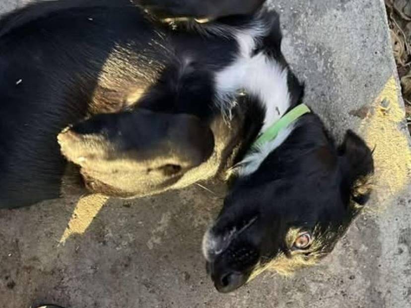 Adotta un cane, maschio, 4 mesi, Latina