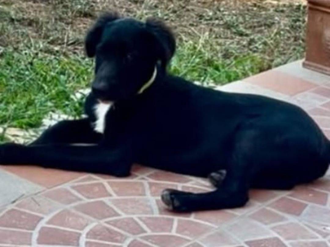 Adotta un cane, taglia media, maschio, Latina