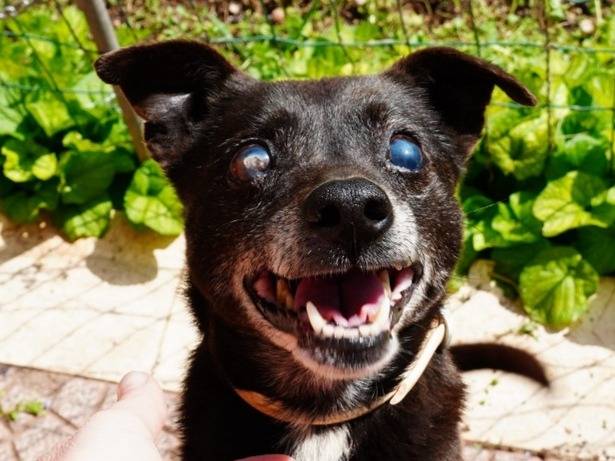 Adozione cane, maschio, Razza sconosciuta Razza sconosciuta, 7 anni e 4 mesi, taglia piccola, Latina