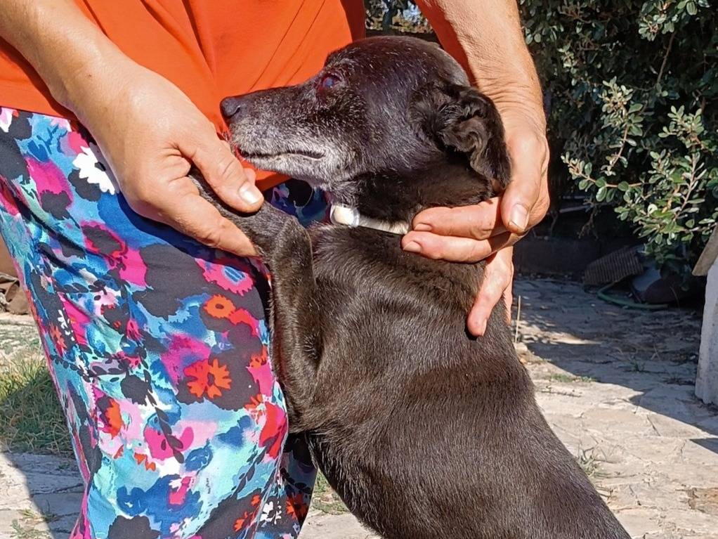 Vuoi adottare un cane a Latina?
