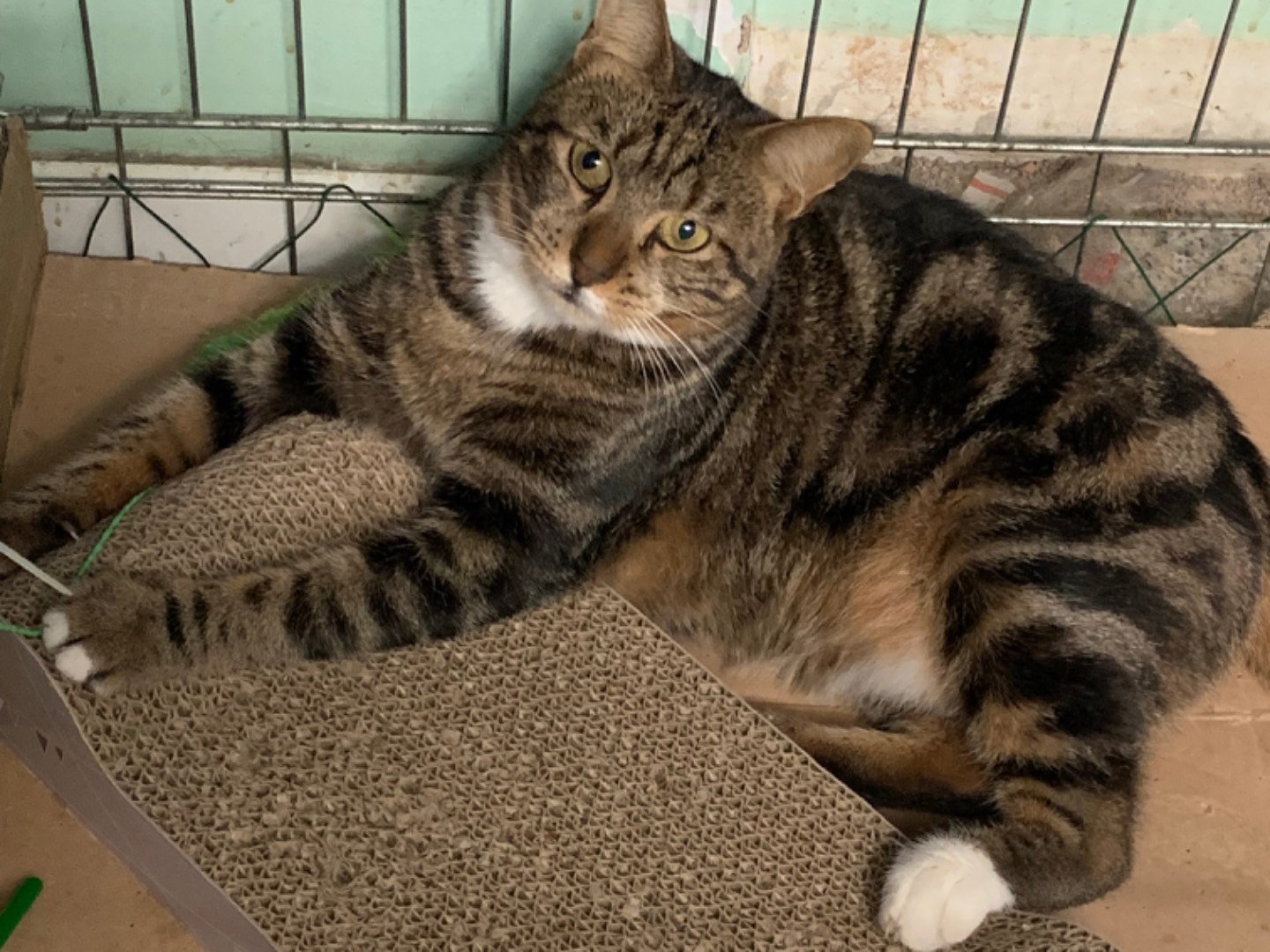 Adozione gatto, femmina, Razza sconosciuta Razza sconosciuta, 5 anni e 5 mesi, taglia non valida, Chieti