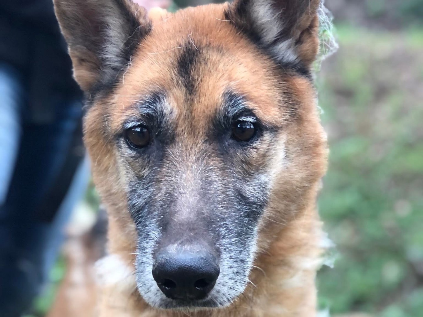 Adozione cane, maschio, Pastore tedesco Razza sconosciuta, 6 anni e 8 mesi, taglia grande, Latina