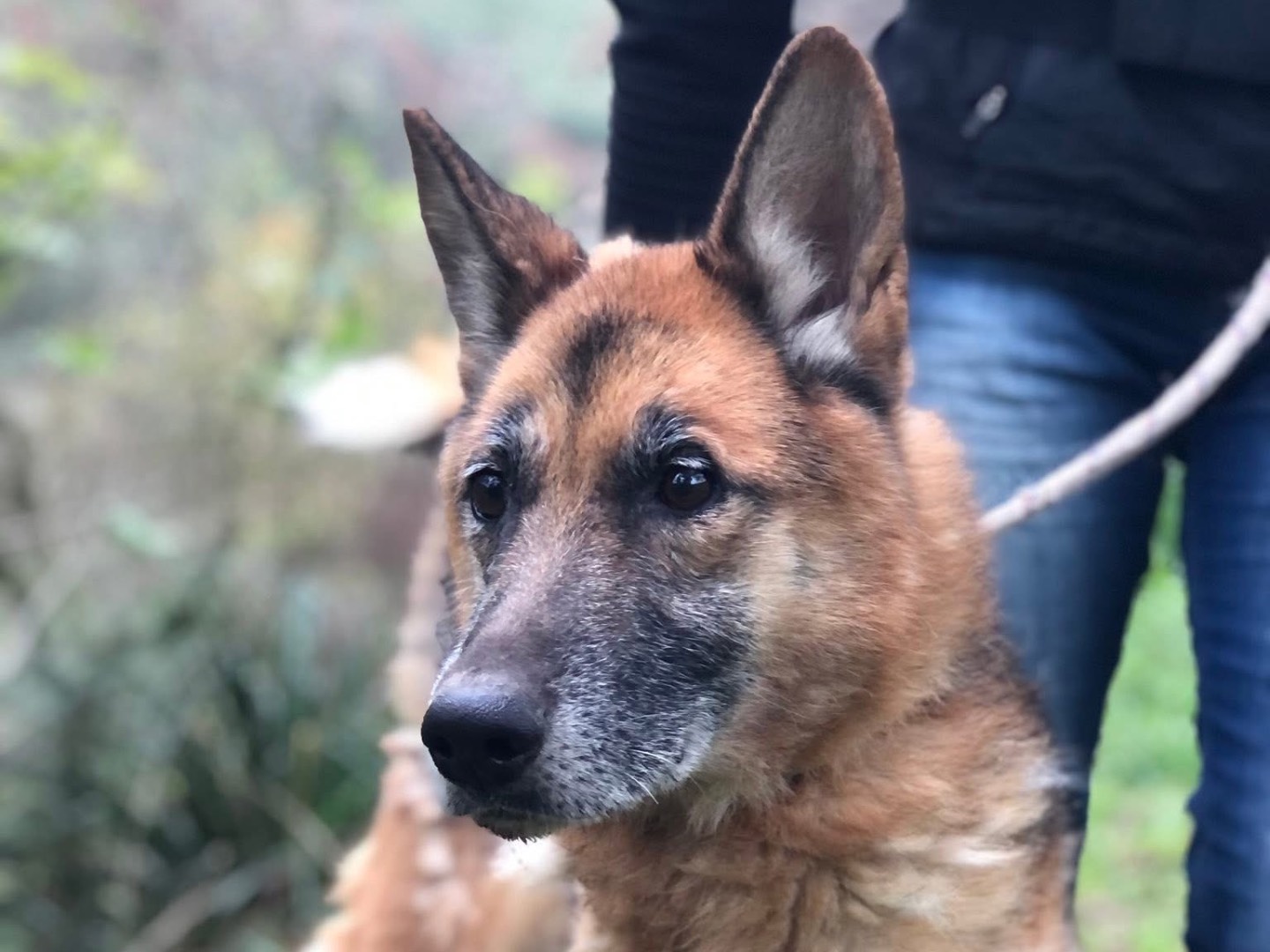 Adotta un cane, taglia grande, maschio, Latina