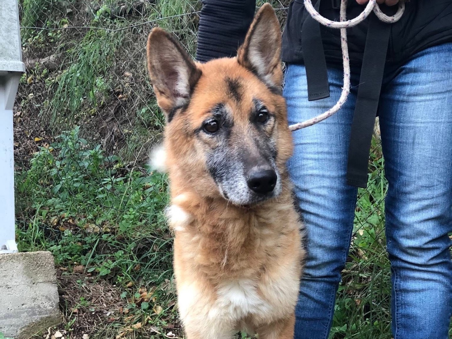 Adotta il cane Sam a Latina