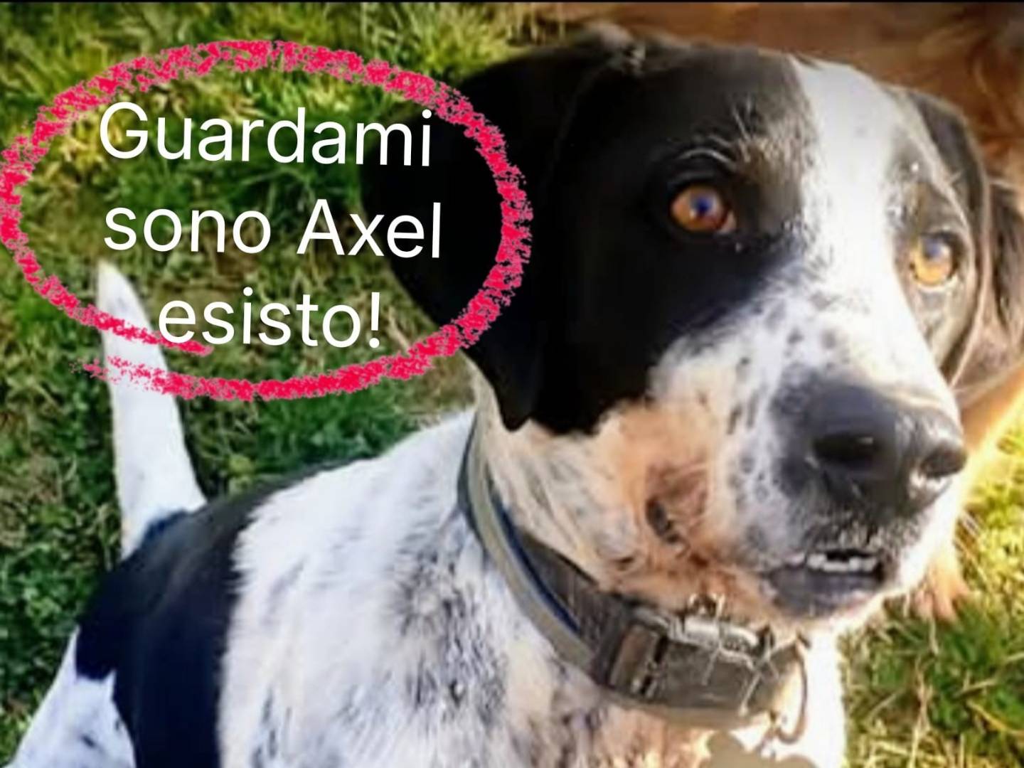 Adozione cane, maschio, Razza sconosciuta Razza sconosciuta, 6 anni e 9 mesi, taglia media, Frosinone