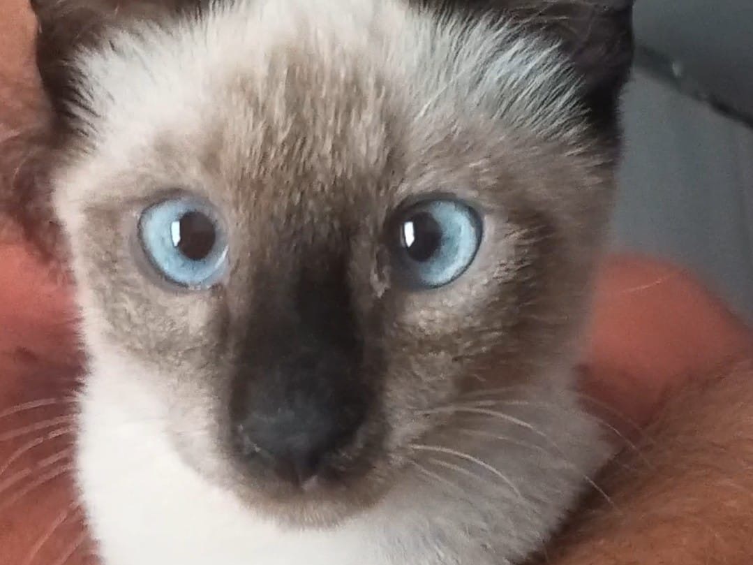 Adozione gatto, maschio, Razza sconosciuta Razza sconosciuta, 3 mesi, taglia non valida, Sassari