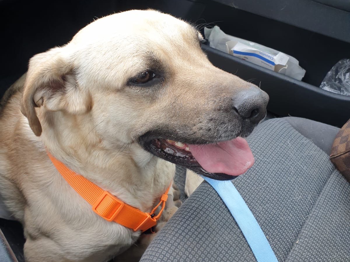 Adotta un cane, maschio, 2 anni e 1 mese, Avellino