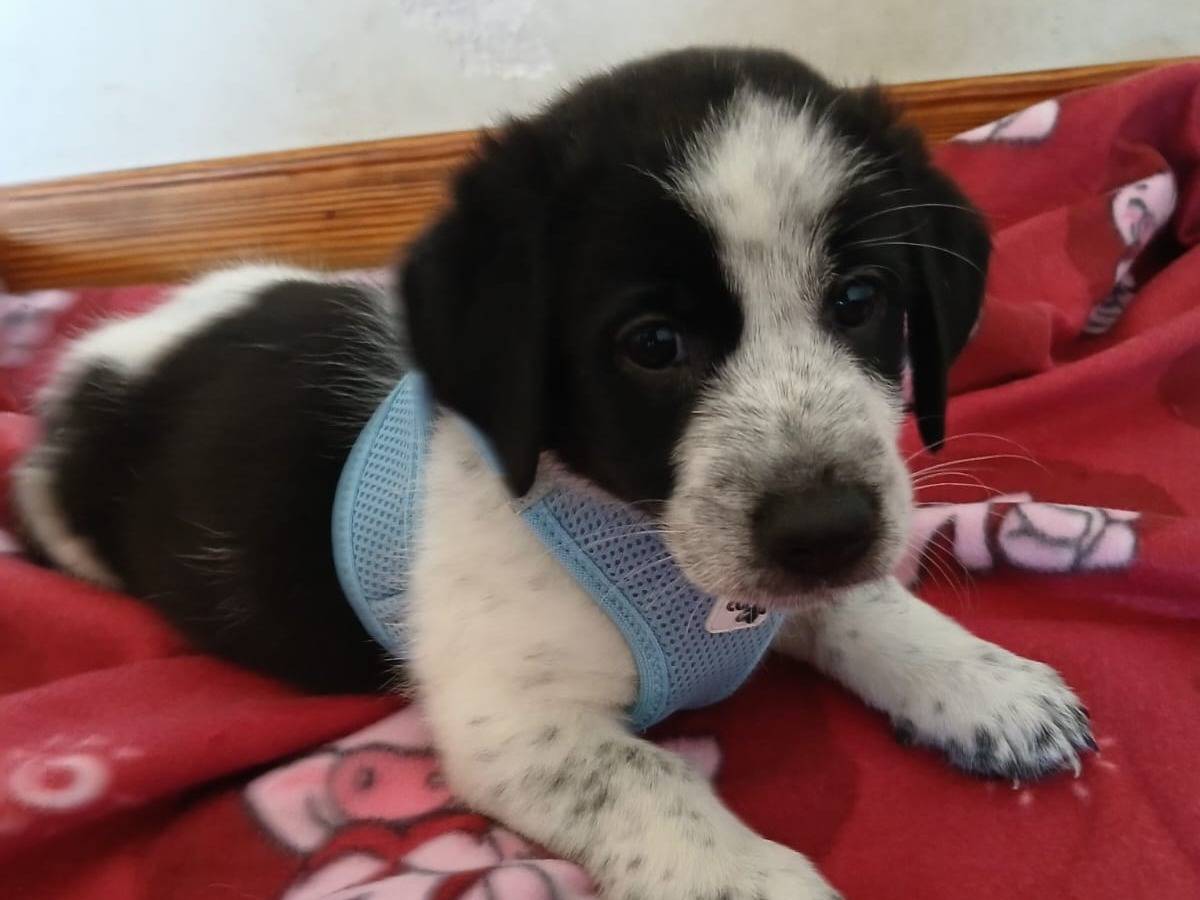 Adozione cane, maschio, Razza sconosciuta Razza sconosciuta, 1 mesi, taglia media, Bari