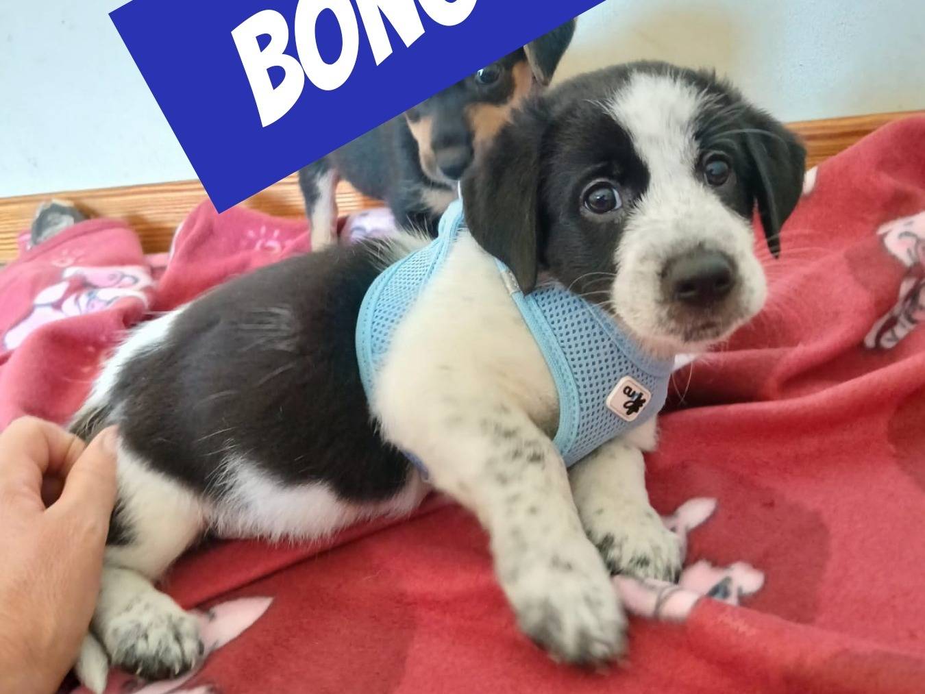 Adotta un cane, maschio, 1 mesi, Bari