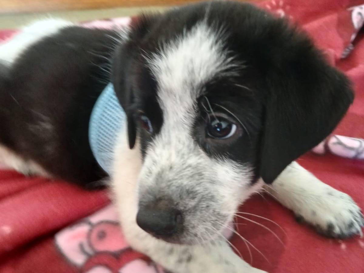Vuoi adottare un cane a Bari?