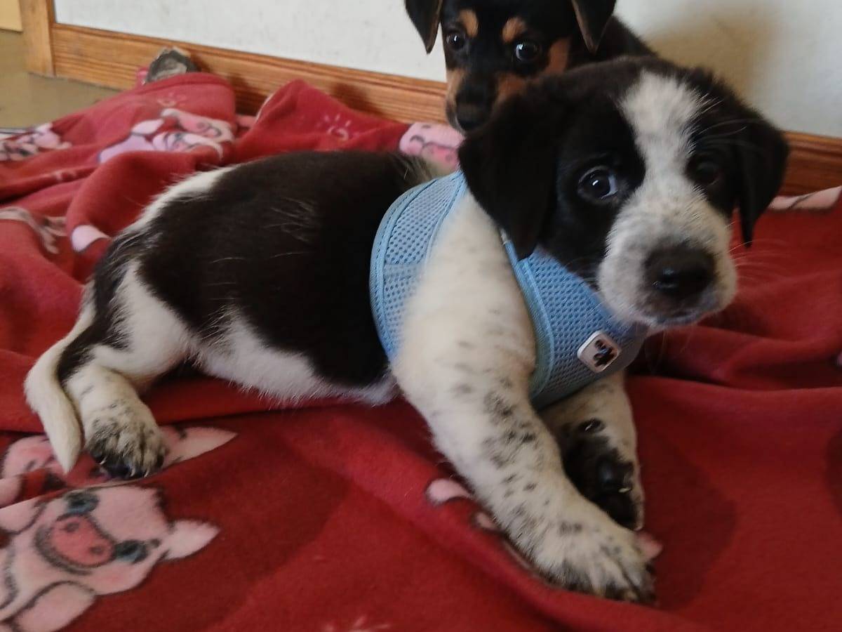 Adotta il cane Bongo a Bari
