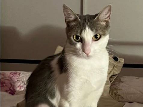 Adozione gatto, femmina, Razza sconosciuta Razza sconosciuta, 1 anno, taglia non valida, Torino