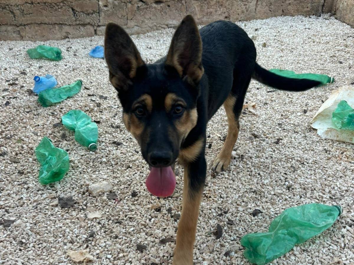 Adozione cane, maschio, Pastore tedesco Razza sconosciuta, 4 mesi, taglia grande, Bari