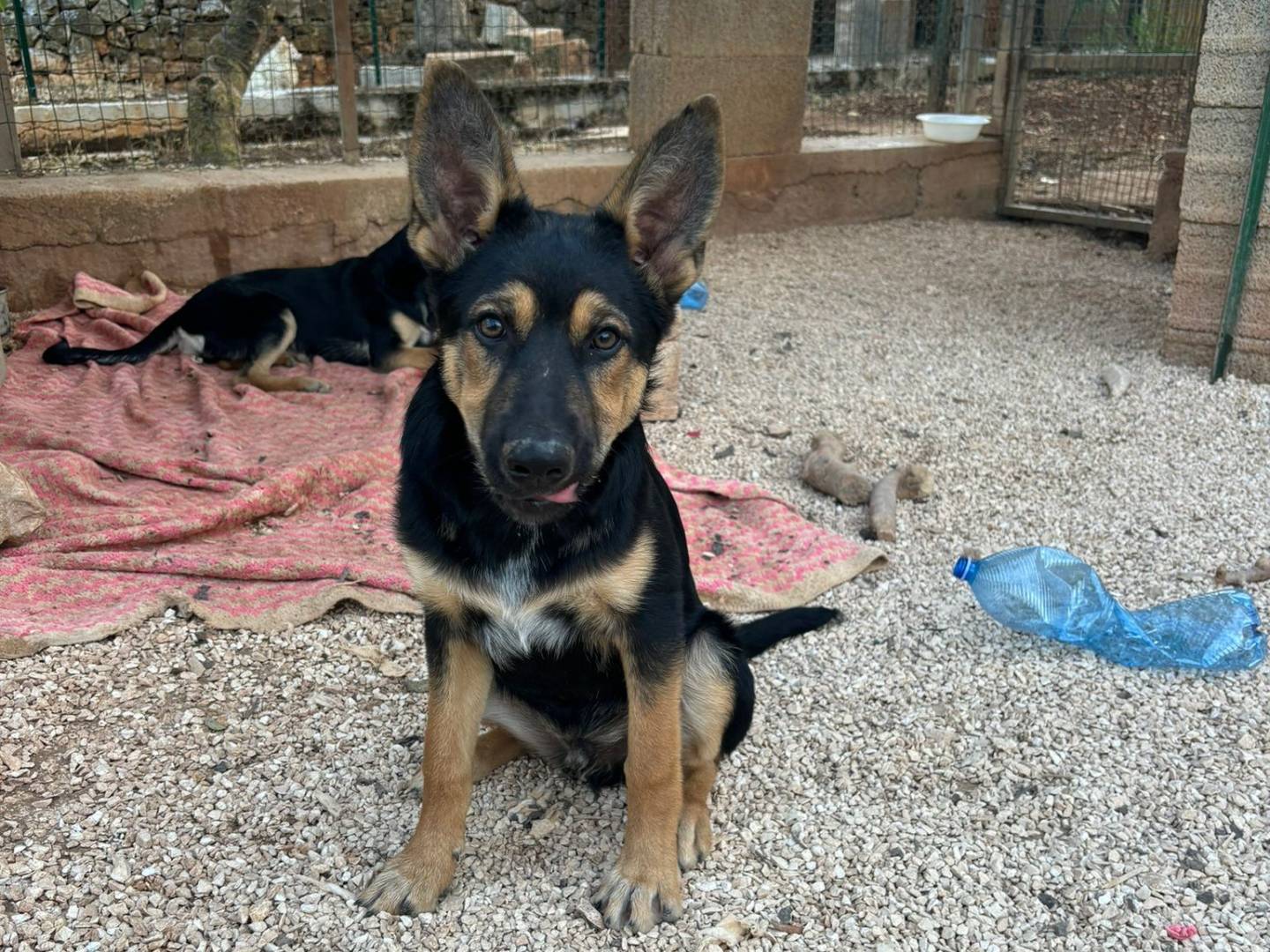 Adotta un cane, taglia grande, maschio, Bari