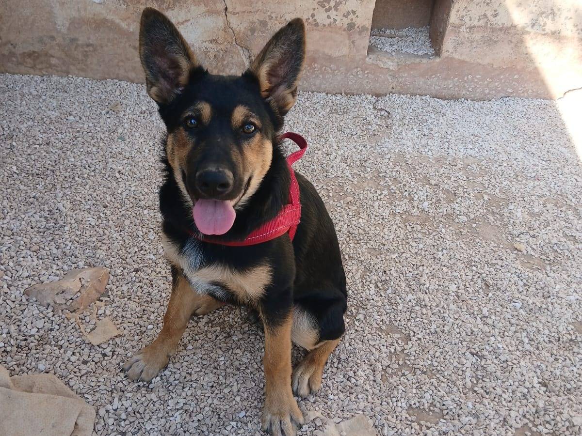 Vuoi adottare un cane a Bari?
