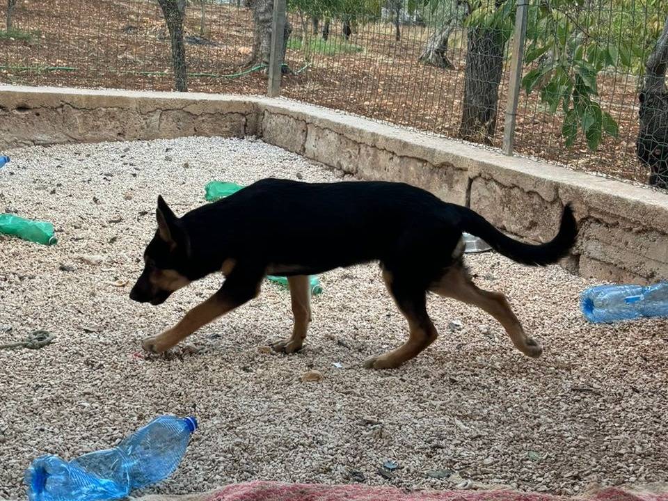 Adotta il cane Rexx a Bari