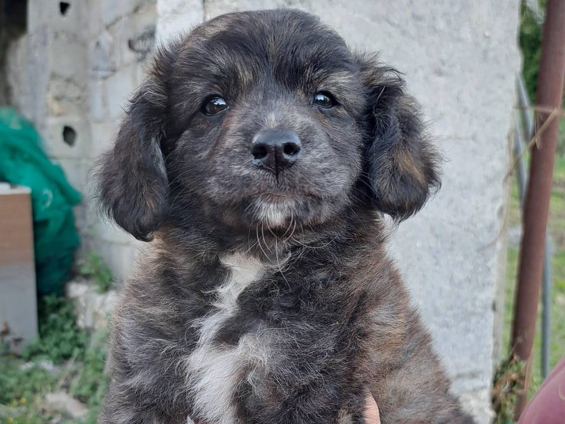 Adozione cane, femmina, Razza sconosciuta Razza sconosciuta, 2 mesi, taglia media contenuta, Frosinone