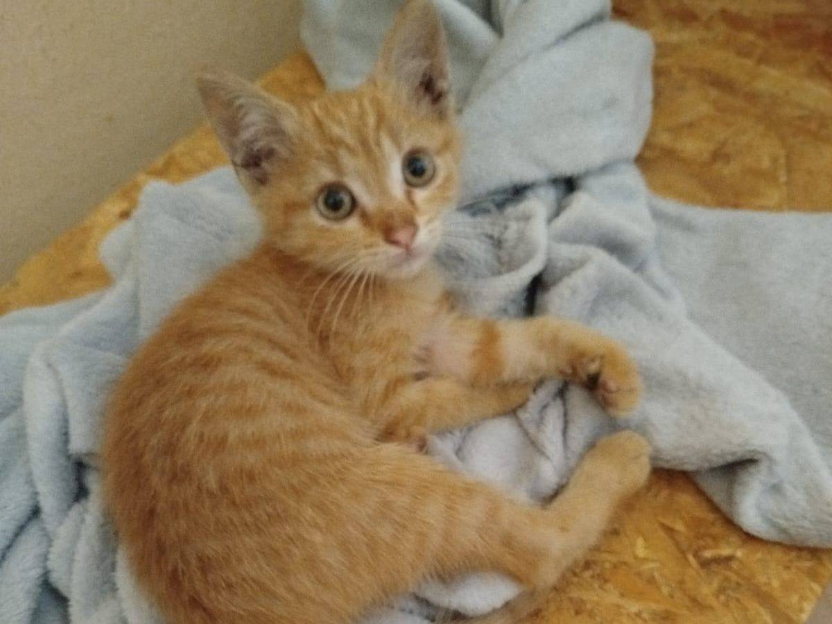 Adozione gatto, femmina, Razza sconosciuta Razza sconosciuta, 2 mesi, taglia non valida, Napoli