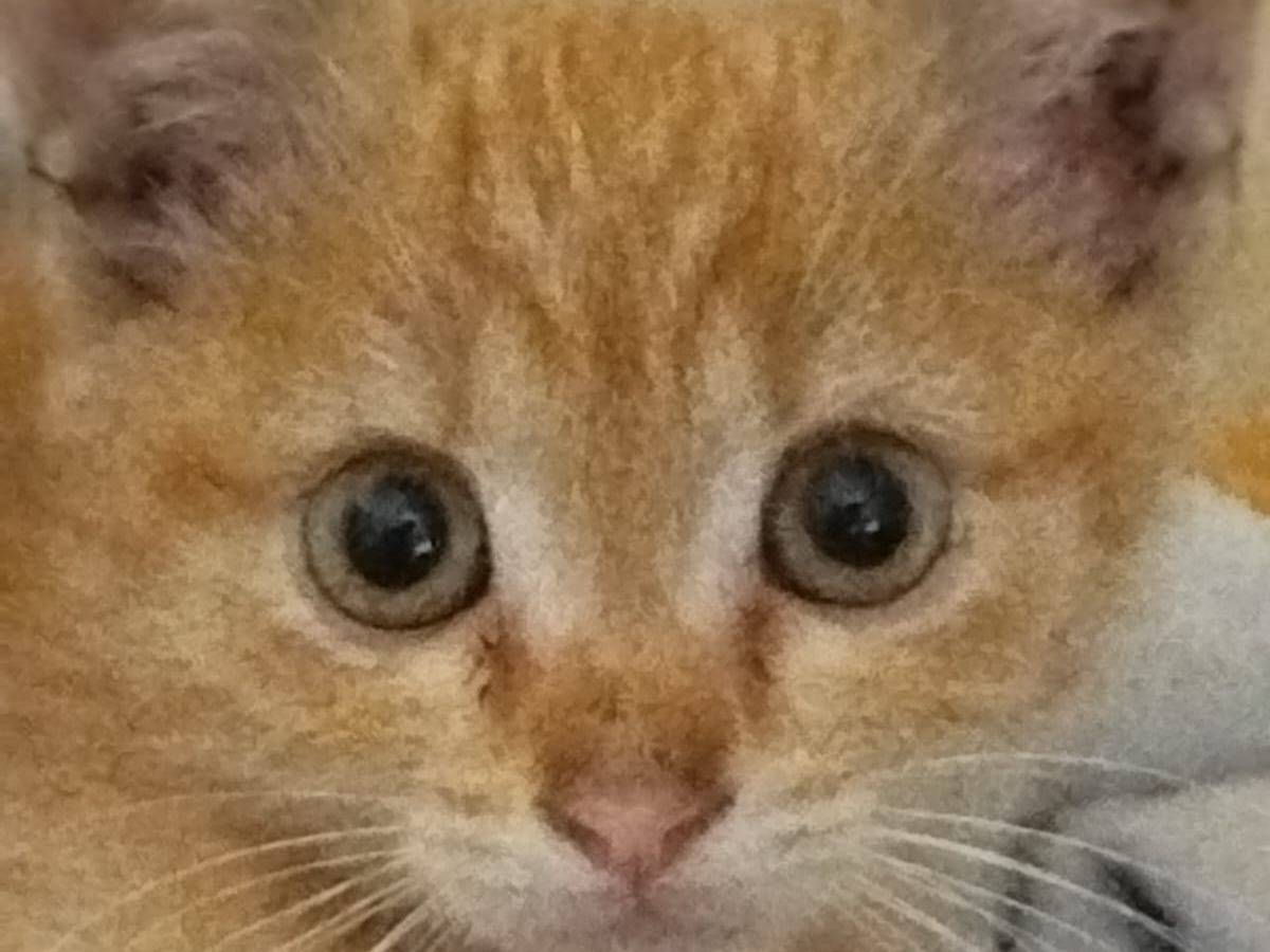 Adotta un gatto, femmina, 2 mesi, Napoli