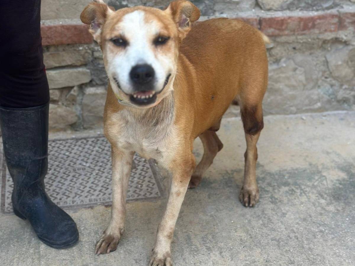 Adozione cane, maschio, Razza sconosciuta Razza sconosciuta, 7 anni e 8 mesi, taglia media, Trapani