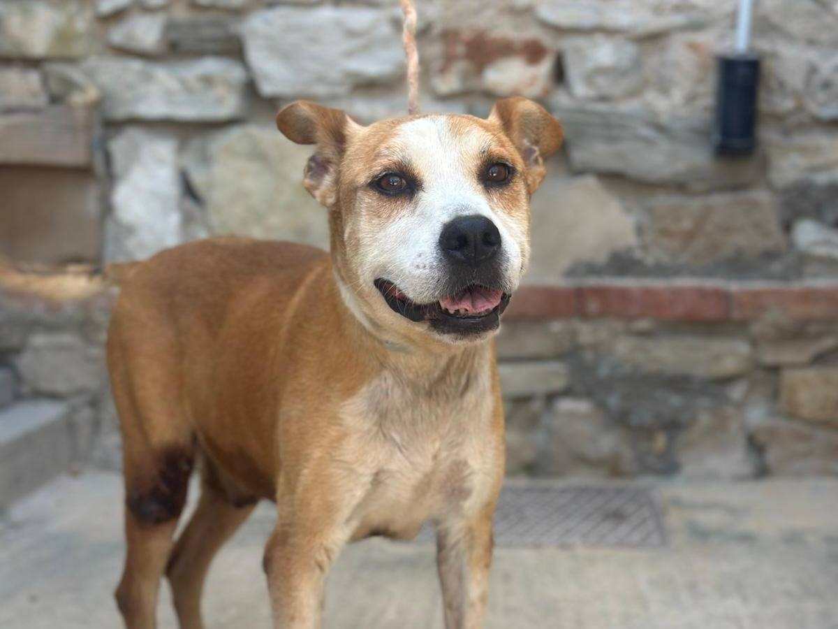 Adotta un cane, maschio, 7 anni e 8 mesi, Trapani